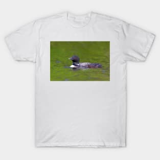 Common Loon with chick T-Shirt